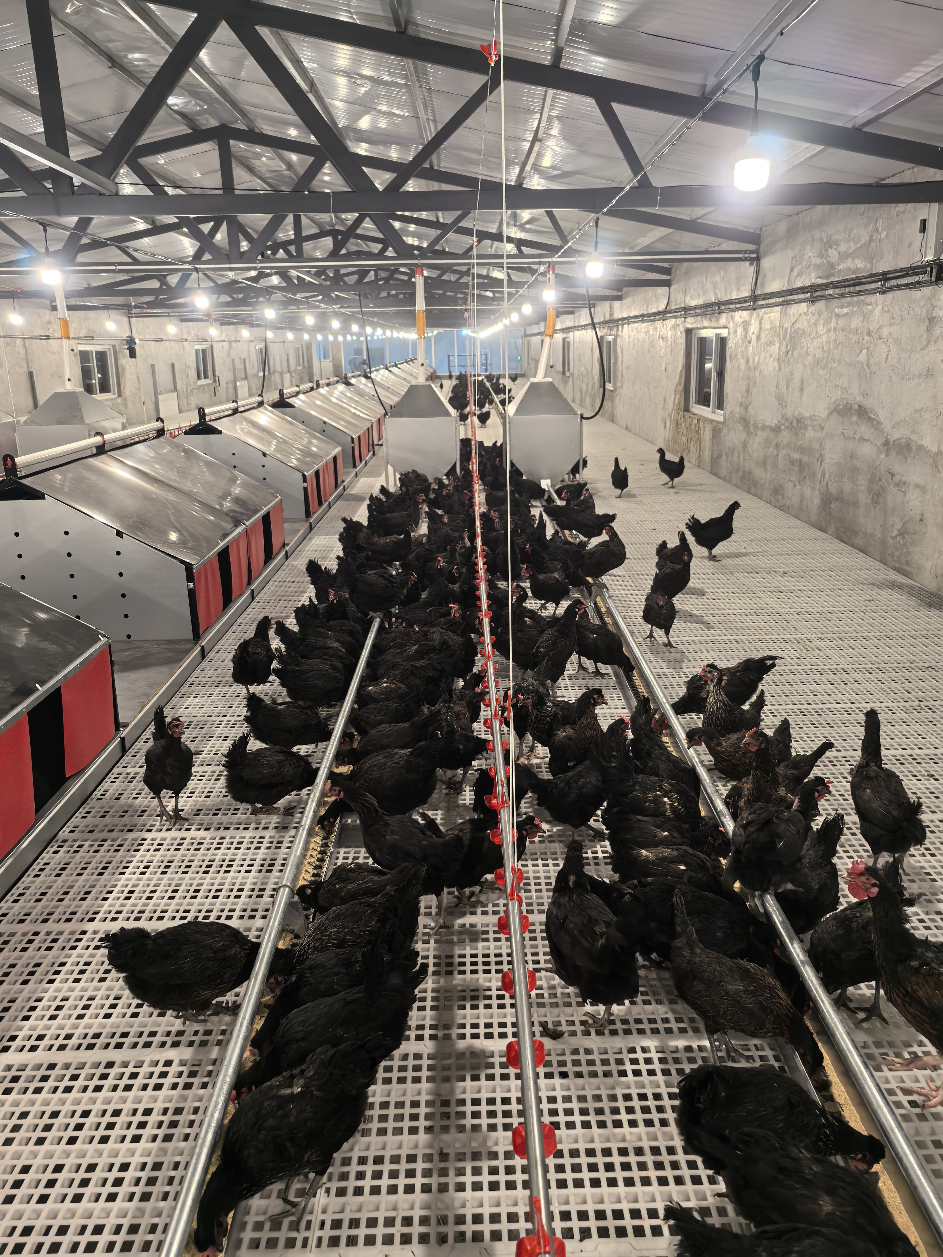 VigorNutri research, farm validation, and production